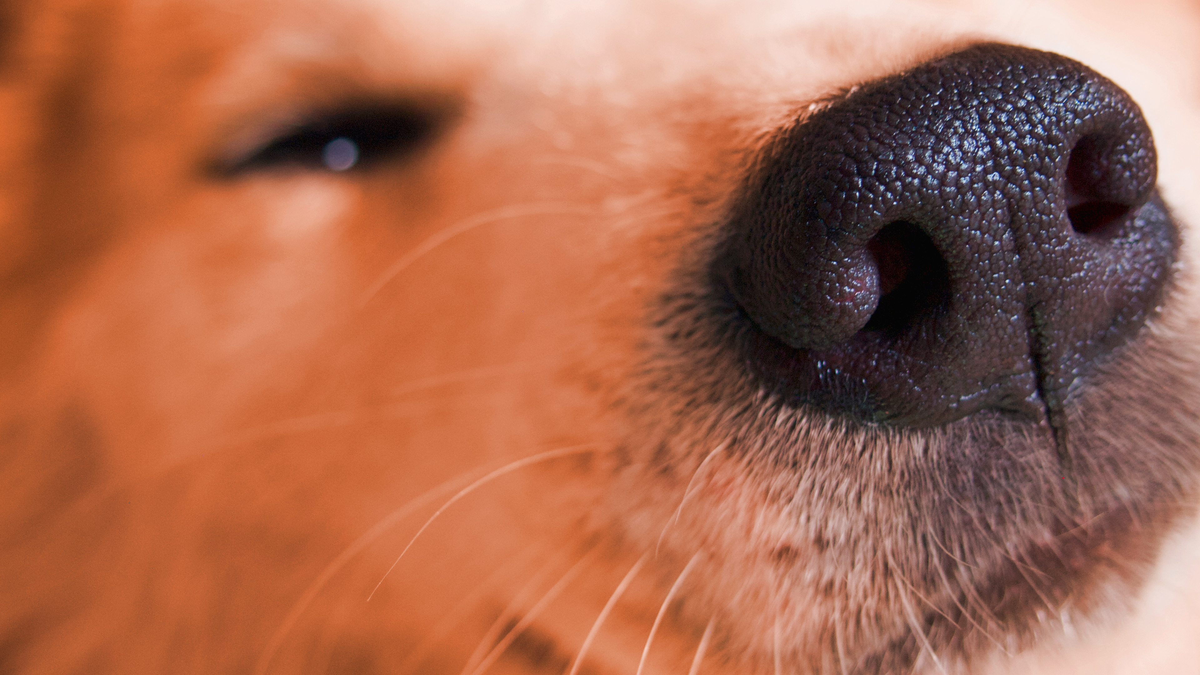 Video einer Hundeschnauze in Nahaufnahme: Die feuchte schwarze Nase eines Hundes bewegt sich leicht und zeigt die typische feine Struktur sowie die umliegenden weissen Haare.