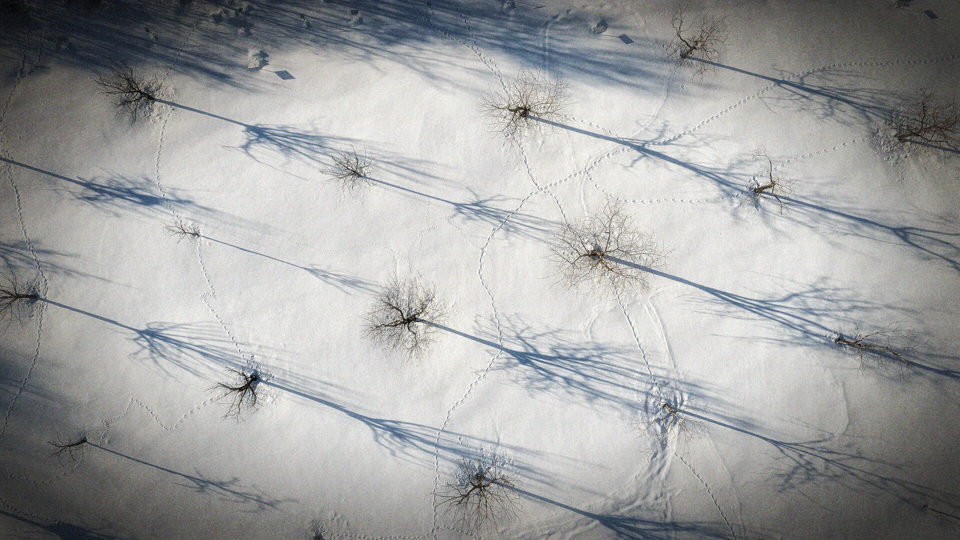 Schneebedecktes Feld mit kahlen Bäumen und langen Schatten aus der Vogelperspektive.