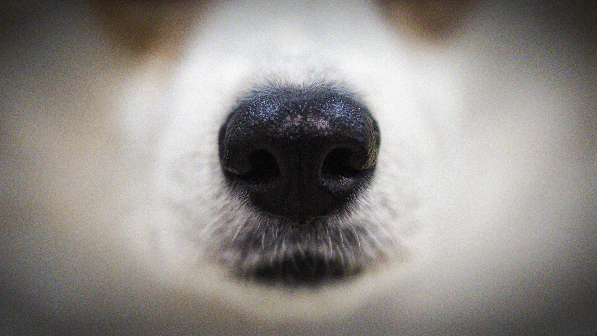 Unscharfes Hunde-Gesicht mit Fokus auf die schwarze Nase in der Bildmitte.